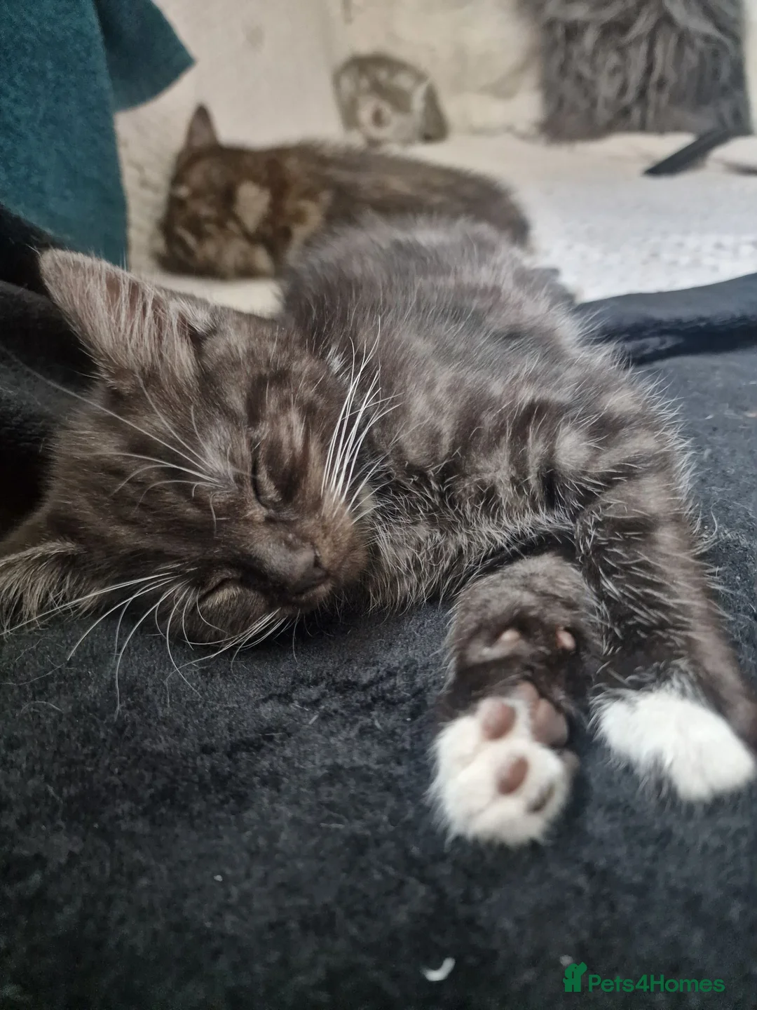 Mixed Breed cats for sale: Ghost tabby male kitten - Advert 3