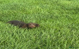 Cocker Spaniel dogs for sale: Chocolate and tan  - Image 2