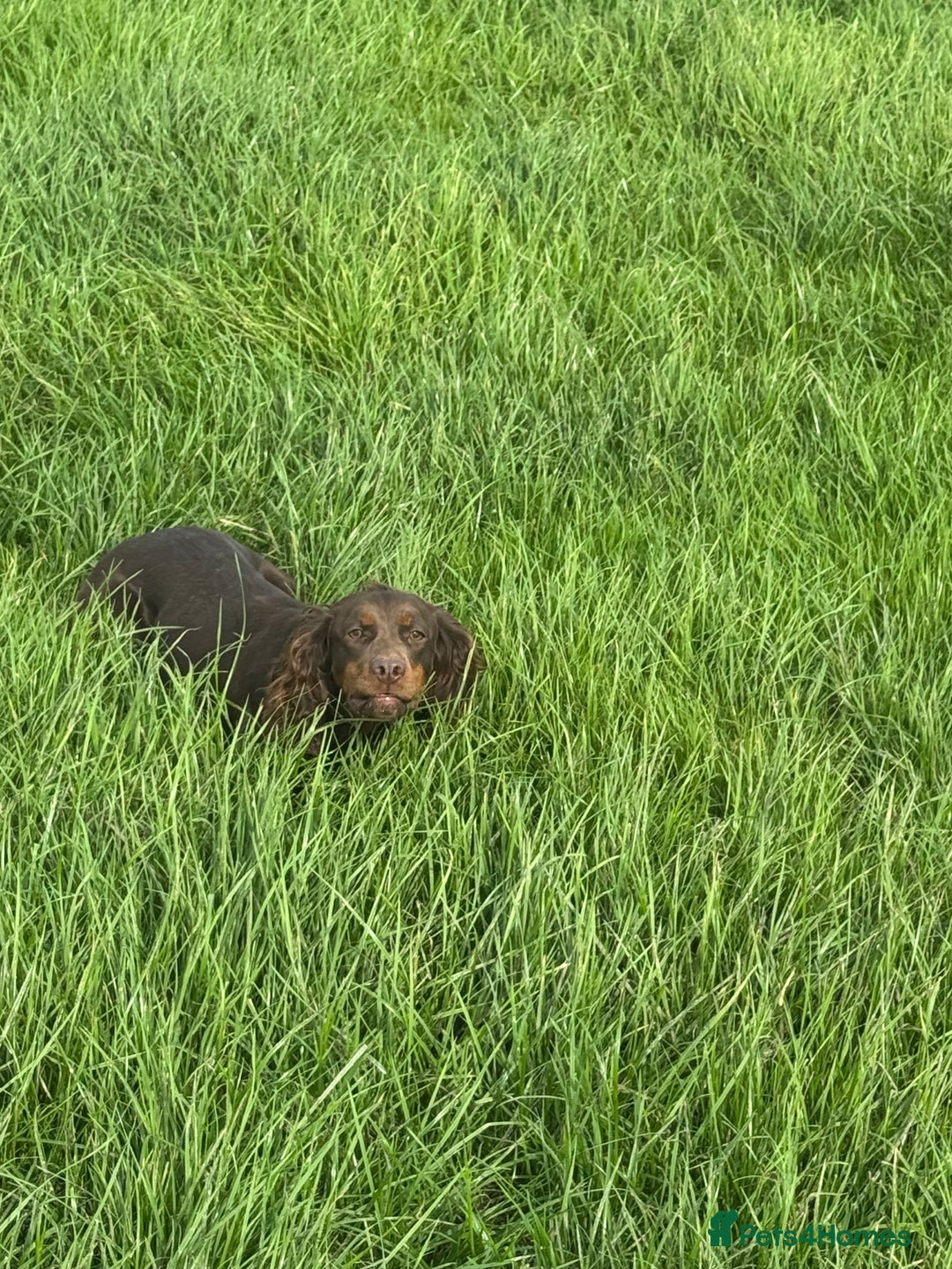 Cocker Spaniel dogs for sale: Chocolate and tan  - Image 2