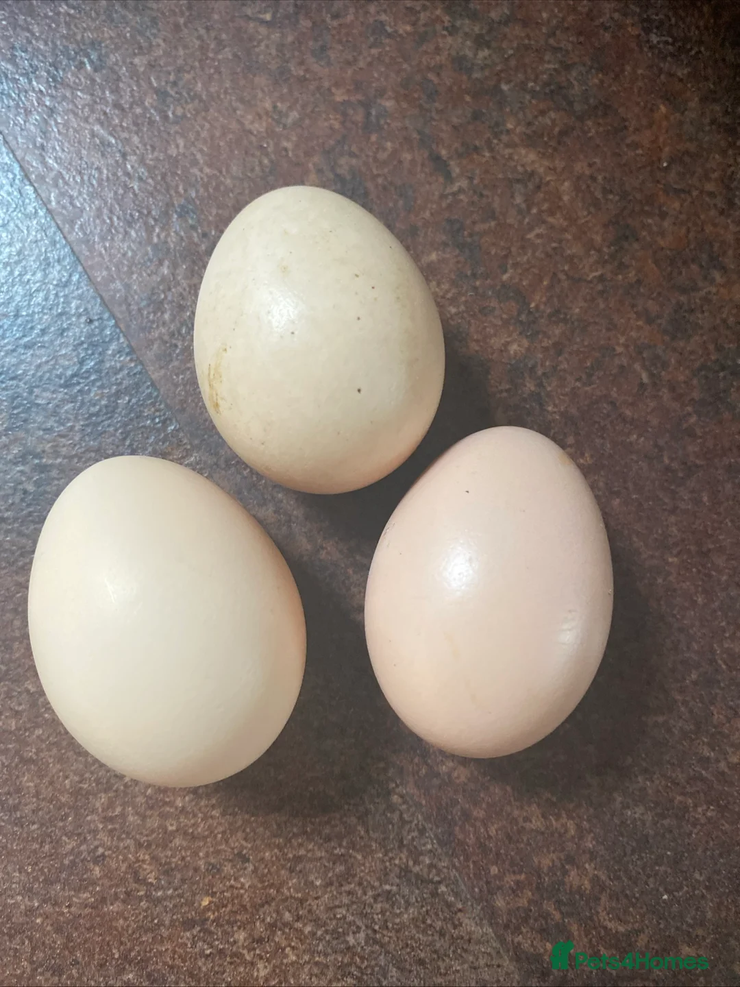 Chickens poultry for sale: Silkie+ pikin hatching eggs (SPRING SALE SPECIAL - Advert 1