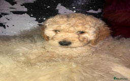 Cavapoo dogs for sale: STUNNING F1b cavapoos READY NOW  - Image 8