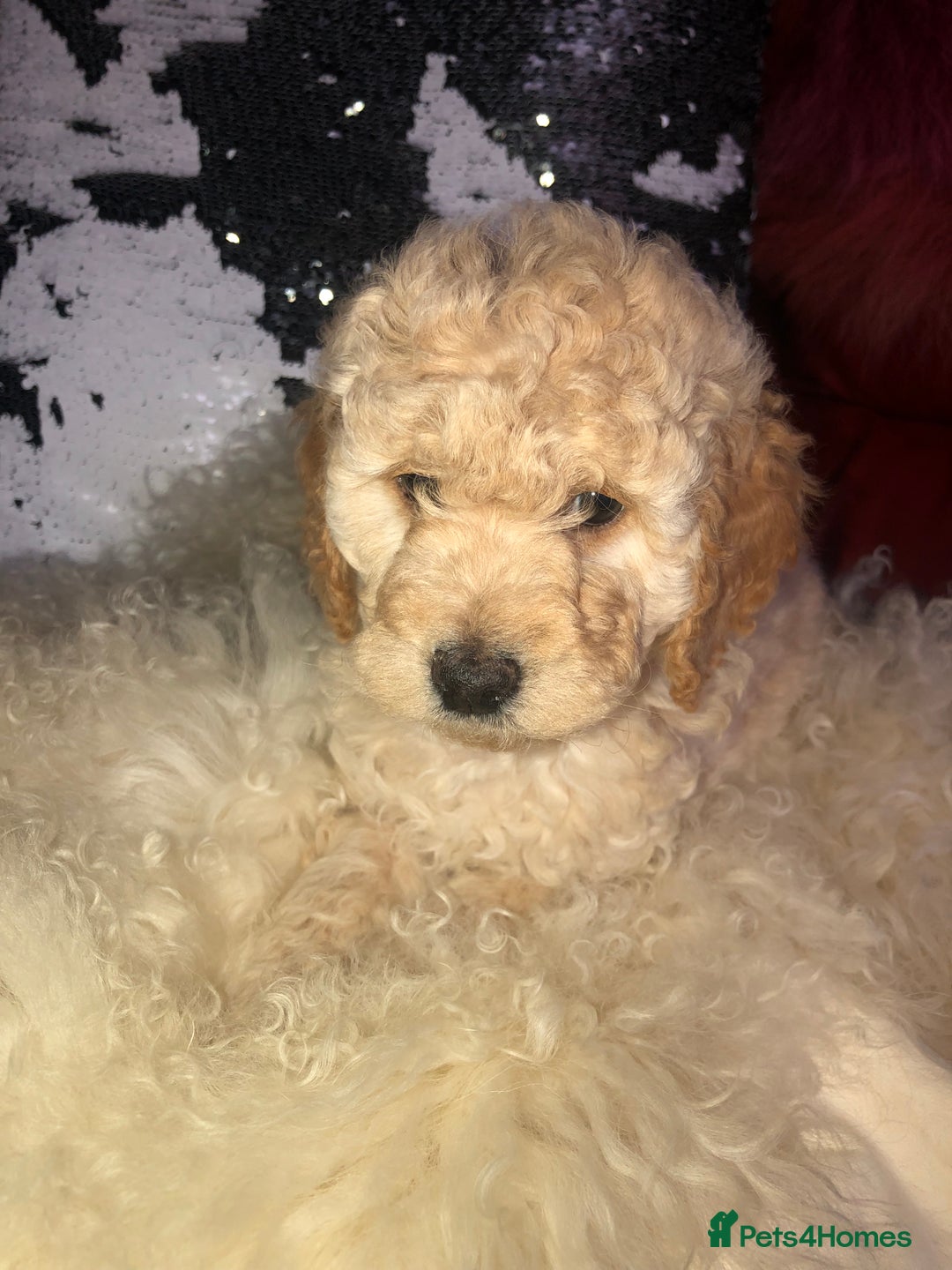 Cavapoo dogs for sale: STUNNING F1b cavapoos READY NOW  - Image 8