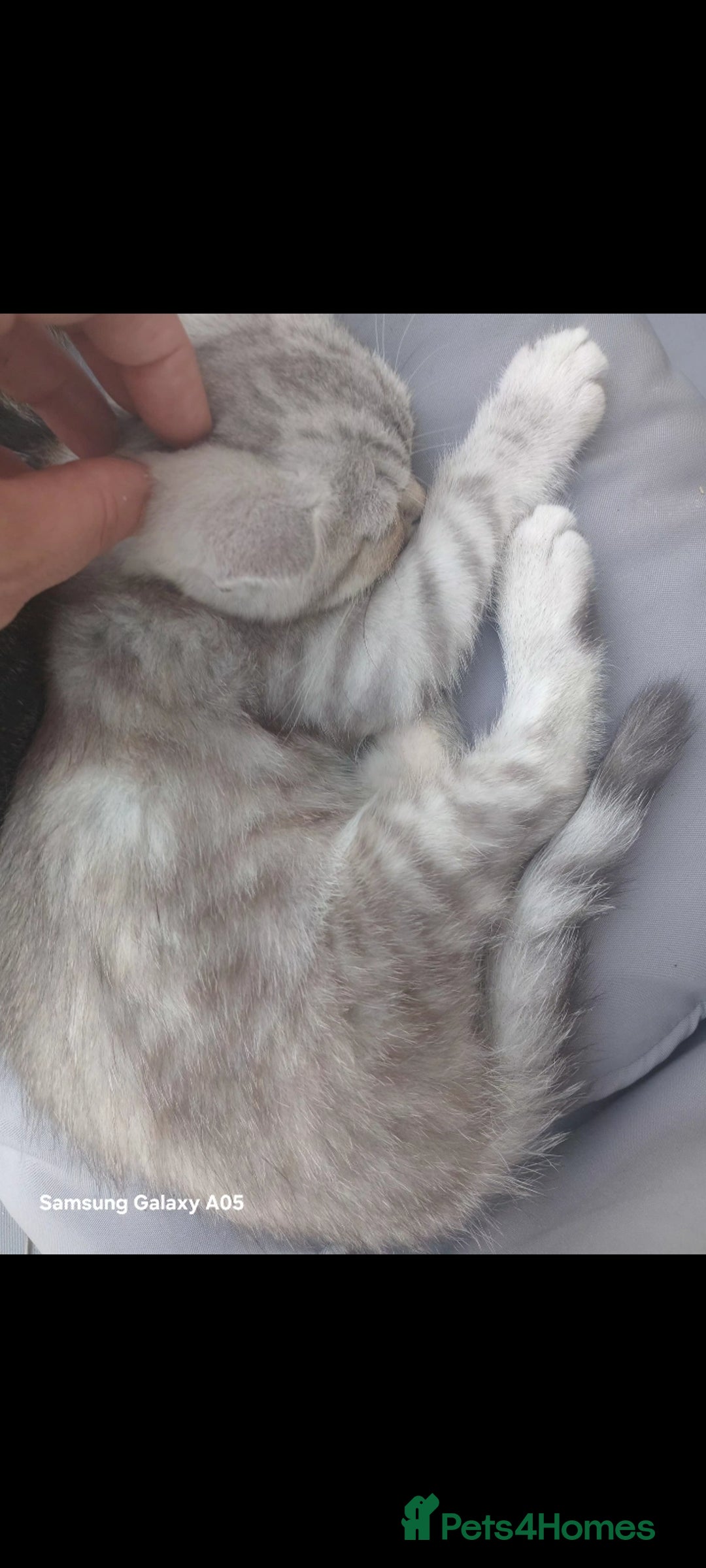 British Shorthair cats for sale: British short-hair kittens - Image 7