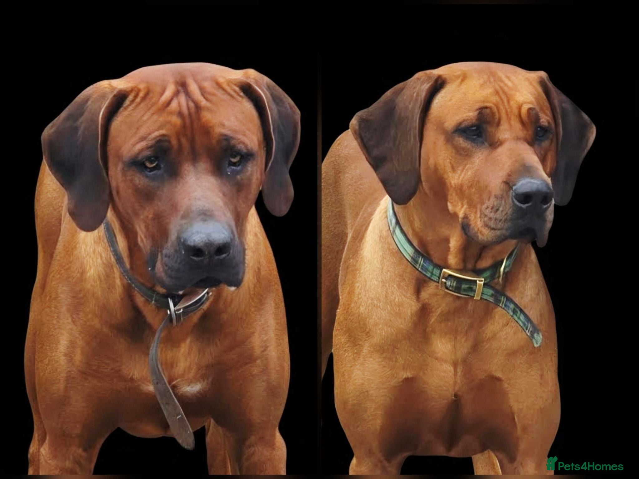 Rhodesian Ridgeback dogs Seriously Gorgeous Rhodesian Ridgeback Puppies - Advert 4