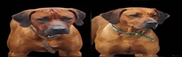Rhodesian Ridgeback dogs for sale: Seriously Gorgeous Rhodesian Ridgeback Puppies - Advert 1