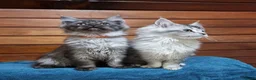 Maine Coon cats for sale: Maine Coon GCCF pedigree registered kittens - Advert 12
