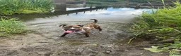 Mixed Breed dogs for sale: Looking for loving forever home  in Blandford Forum - Advert 7