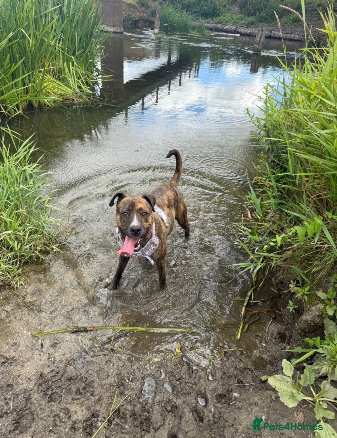 Mixed Breed dogs for sale: Looking for loving forever home  in Blandford Forum - Advert 7