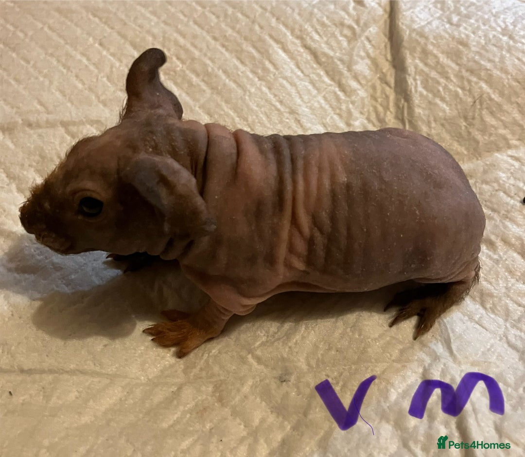 Guinea Pig rodents for sale: Well handled skinny pigs.  - Advert 30