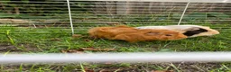 Guinea Pig rodents for sale: 2 Guinea pigs & cage+supplies - Advert 1