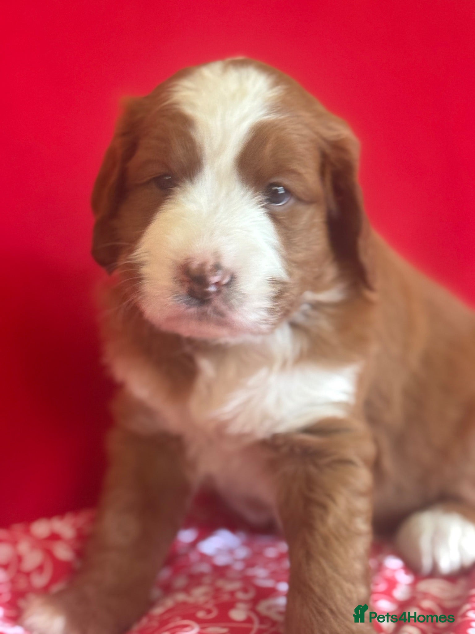 Bernedoodle dogs Beautiful Bernidoodles - Advert 9