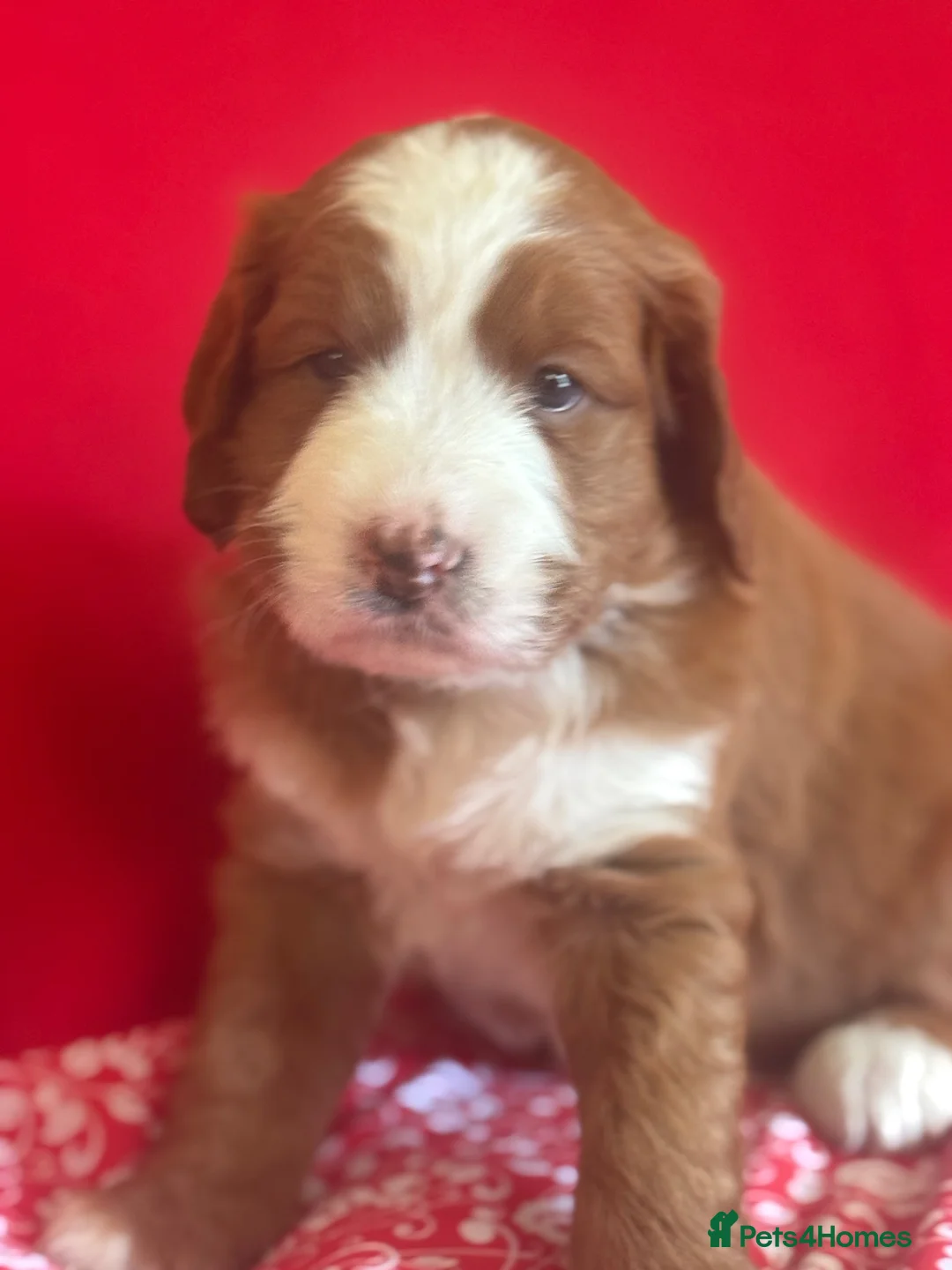 Bernedoodle dogs for sale: Beautiful Bernidoodles - Advert 1