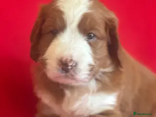 Bernedoodle dogs Beautiful Bernidoodles - Advert 9