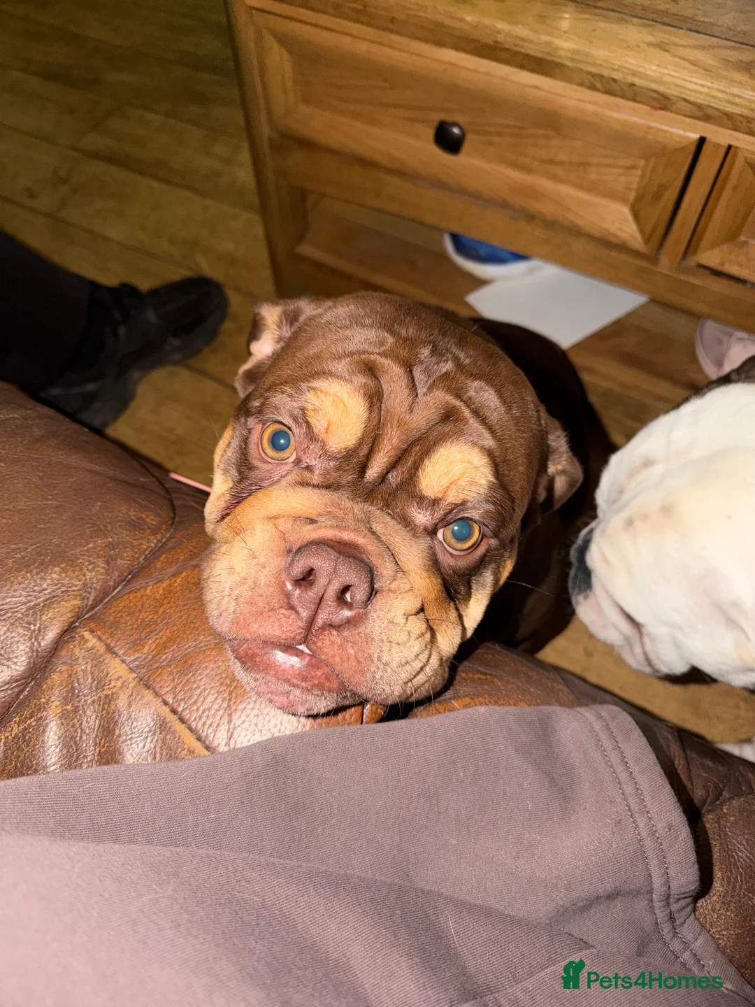 English Bulldog dogs for sale: Beautiful chocolate brown English bulldog  - Advert 2