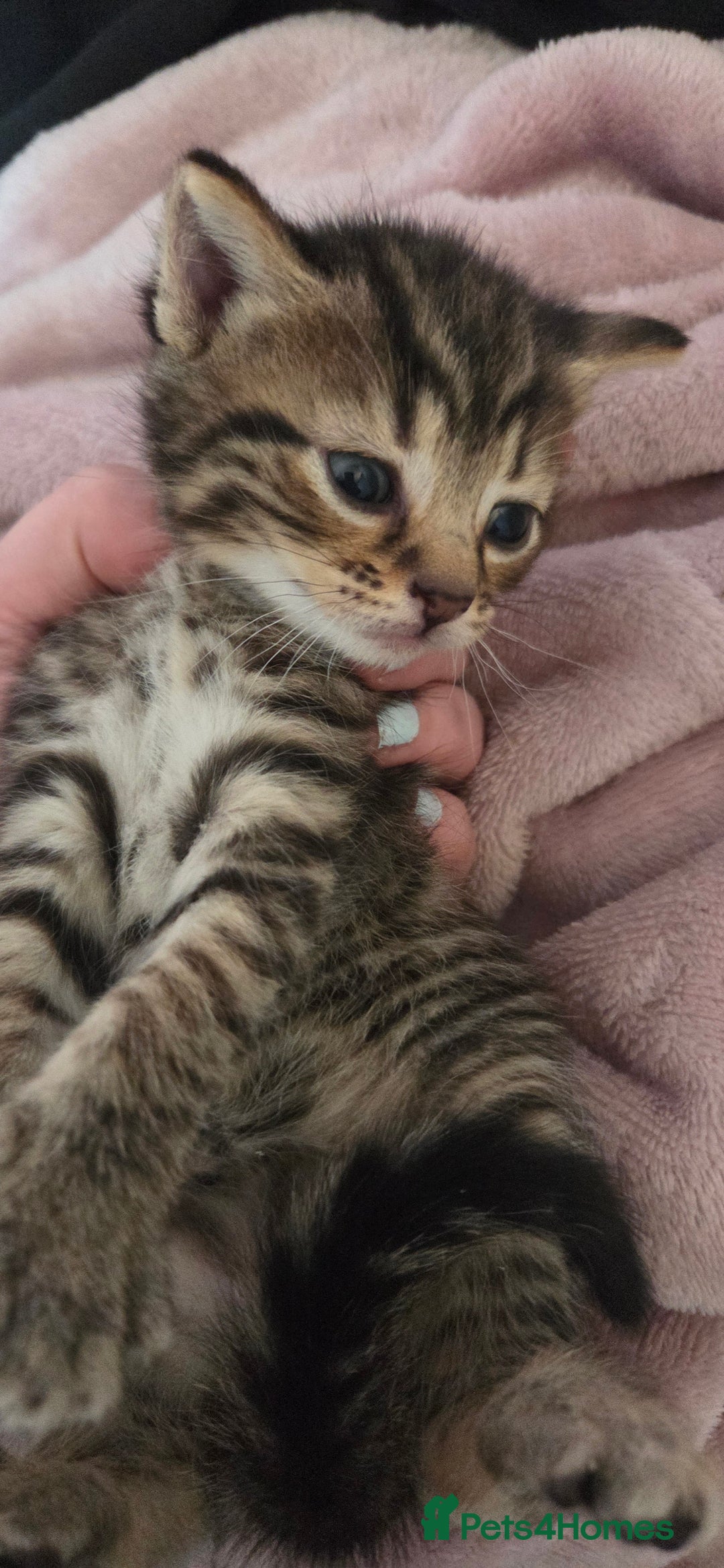 Mixed Breed cats for sale: Bengal cross kittens - Image 3