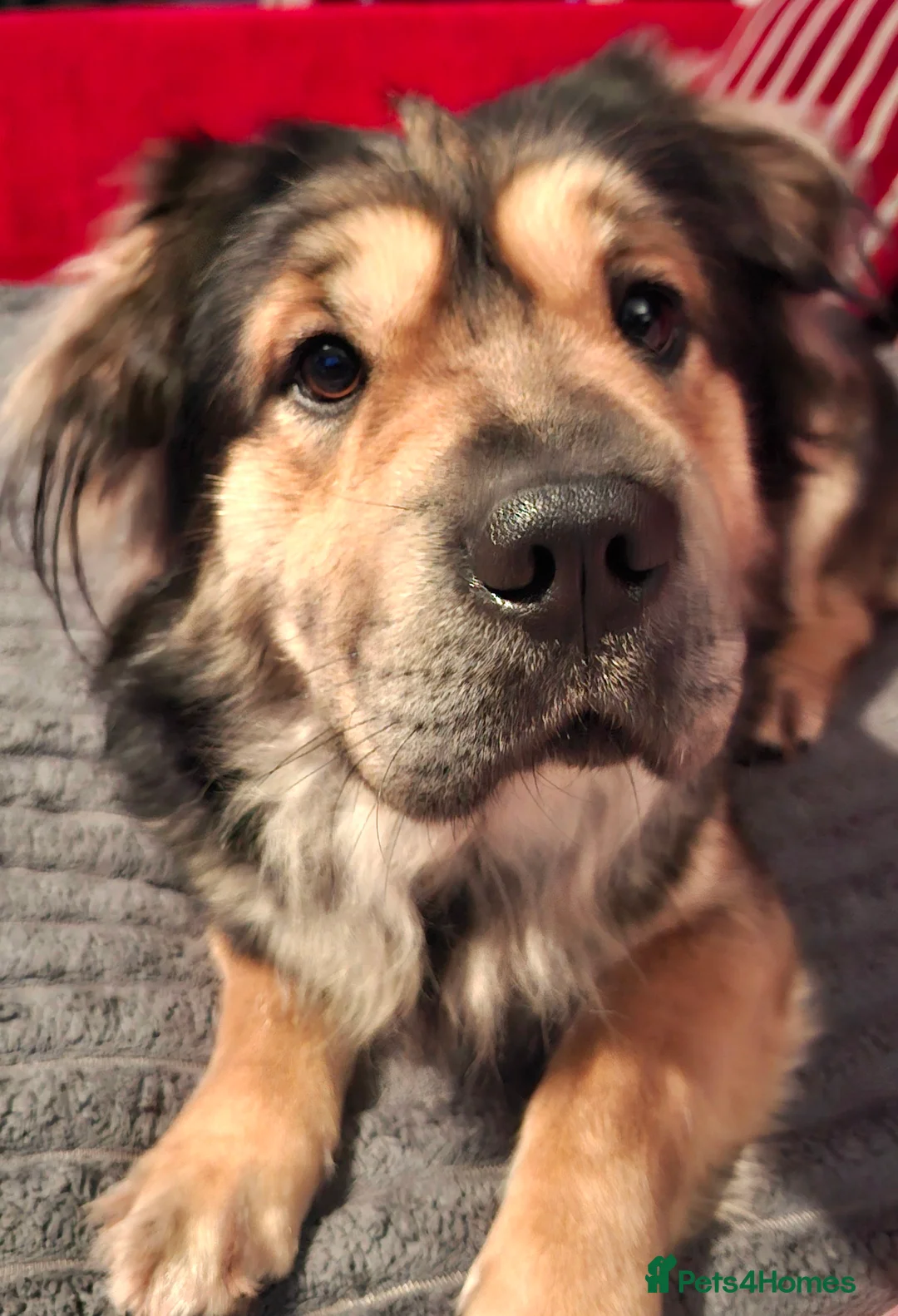 Mixed Breed dogs for sale: Rus-A-Pei ( Rare ) - Advert 15