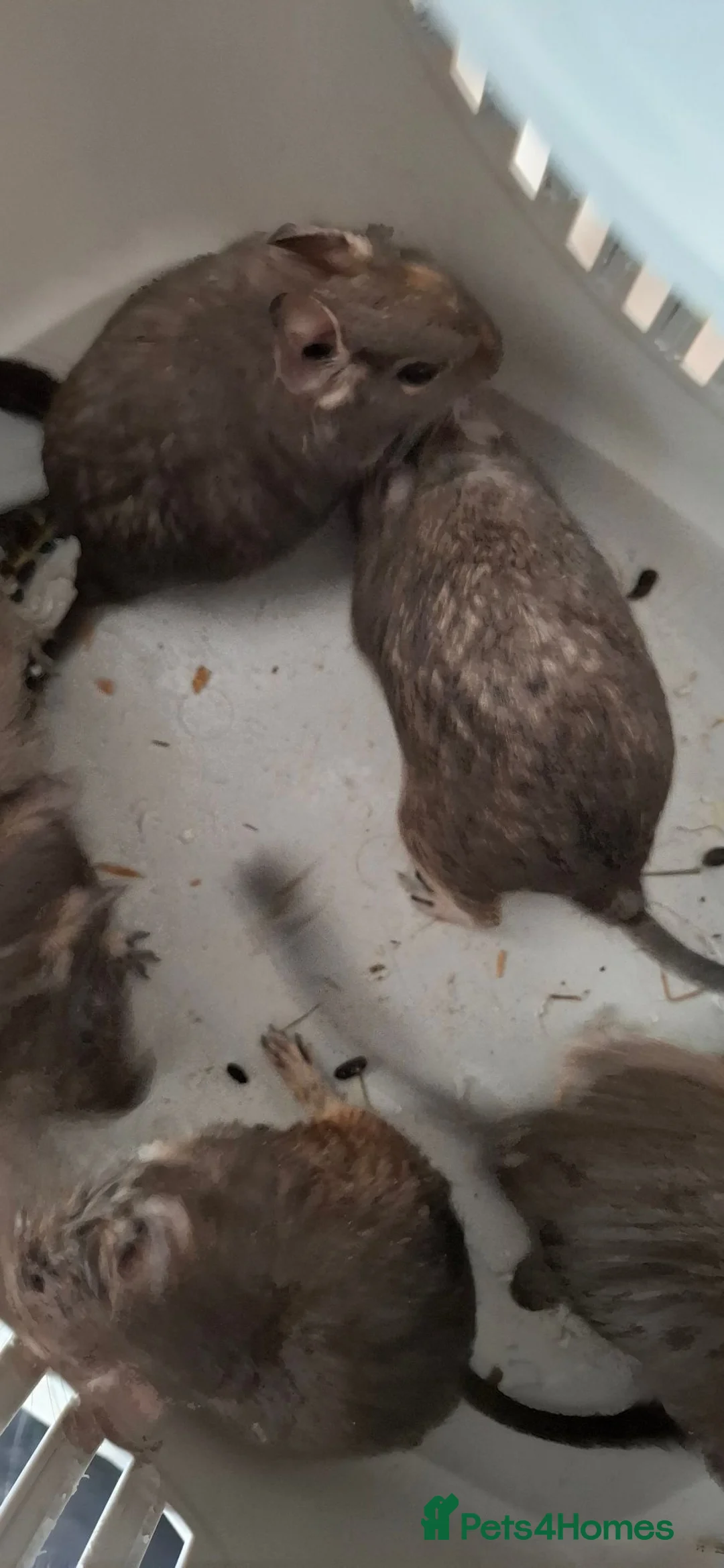Degus rodents for sale: Female Degus - Advert 7