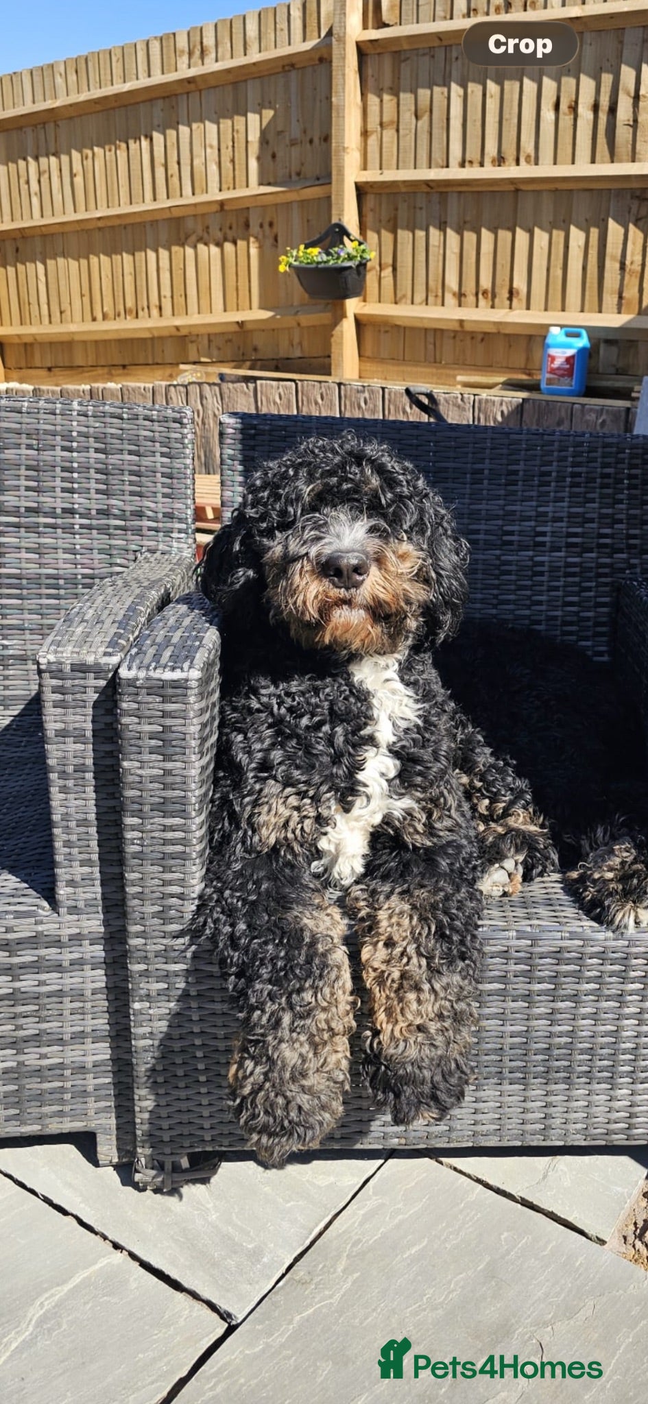 Bernedoodle dogs Walter  - Advert 3