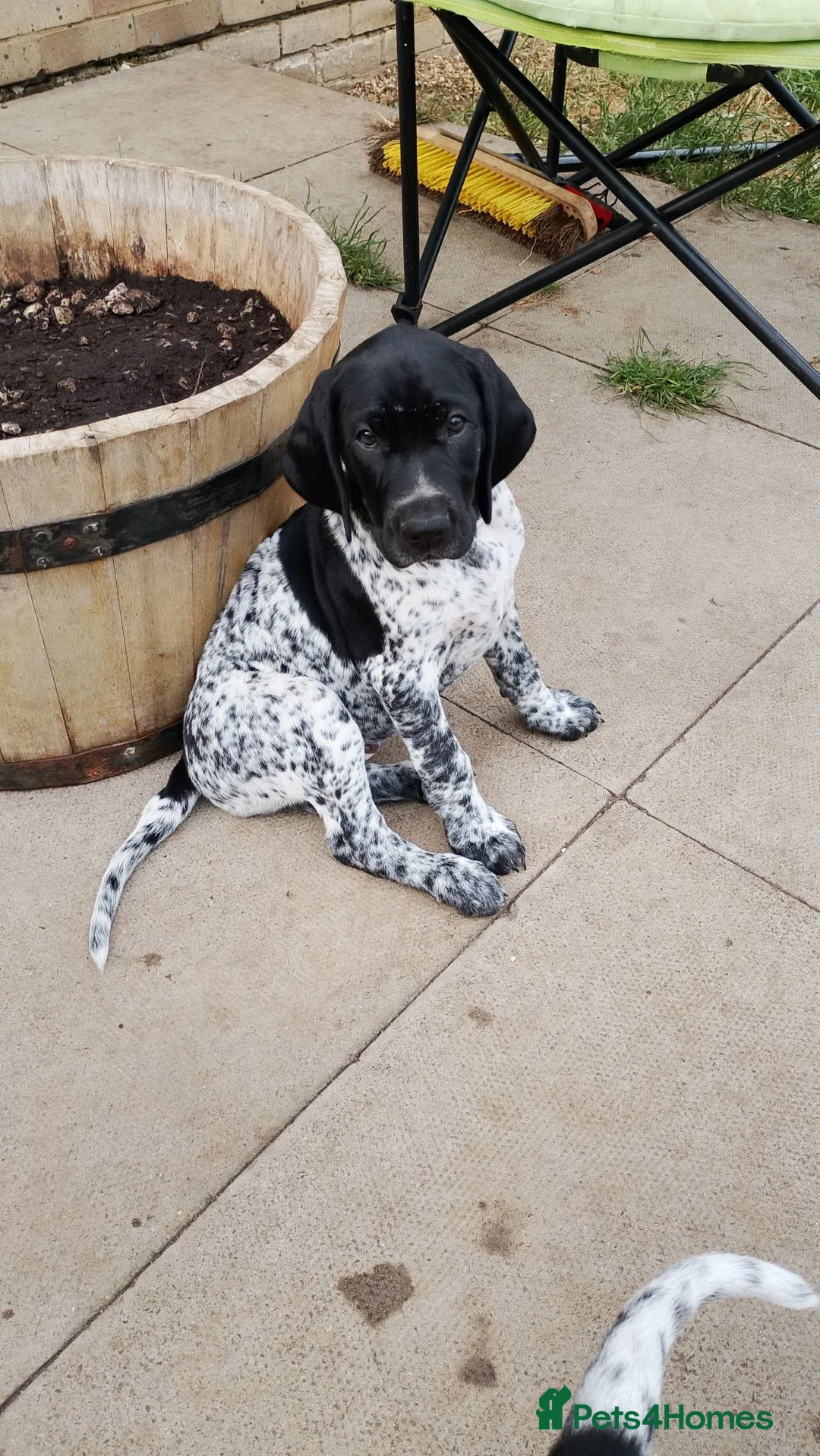 Mixed Breed dogs for sale: GSP x GWP bitch  - Advert 2
