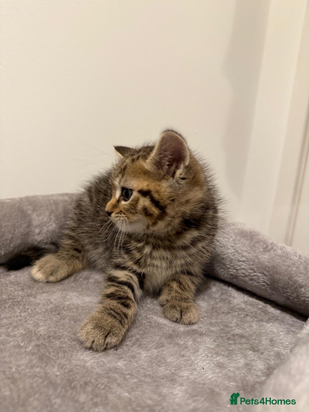 Scottish Fold cats for sale: Beautiful Scottish Fold/British Shorthair Kittens - Advert 23