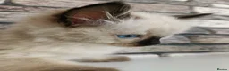 Ragdoll cats for sale: 4 pure ragdoll kitten ready to leave🐾 - Advert 20