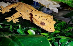 Gecko reptiles for sale: Female crested gecko  - Image 5