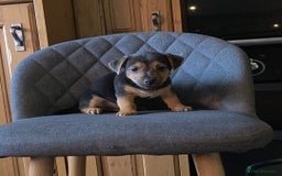 Jack Russell dogs for sale: Traditional Short Legged Jackrussell Pups!  - Image 13