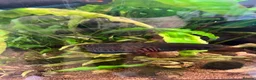 Other/Mixed Breed fish for sale: 90l spacer aquarium including fish - Advert 4