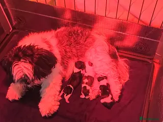 Lhasa Apso dogs Lhasa Apso puppies PRA4 clear. - Advert 2