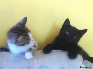 British Shorthair cats british shorthair Kittens - Advert 16