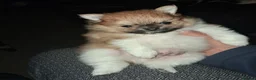 Pomeranian dogs for sale: Male pomeranian puppy in Grimsby - Advert 5