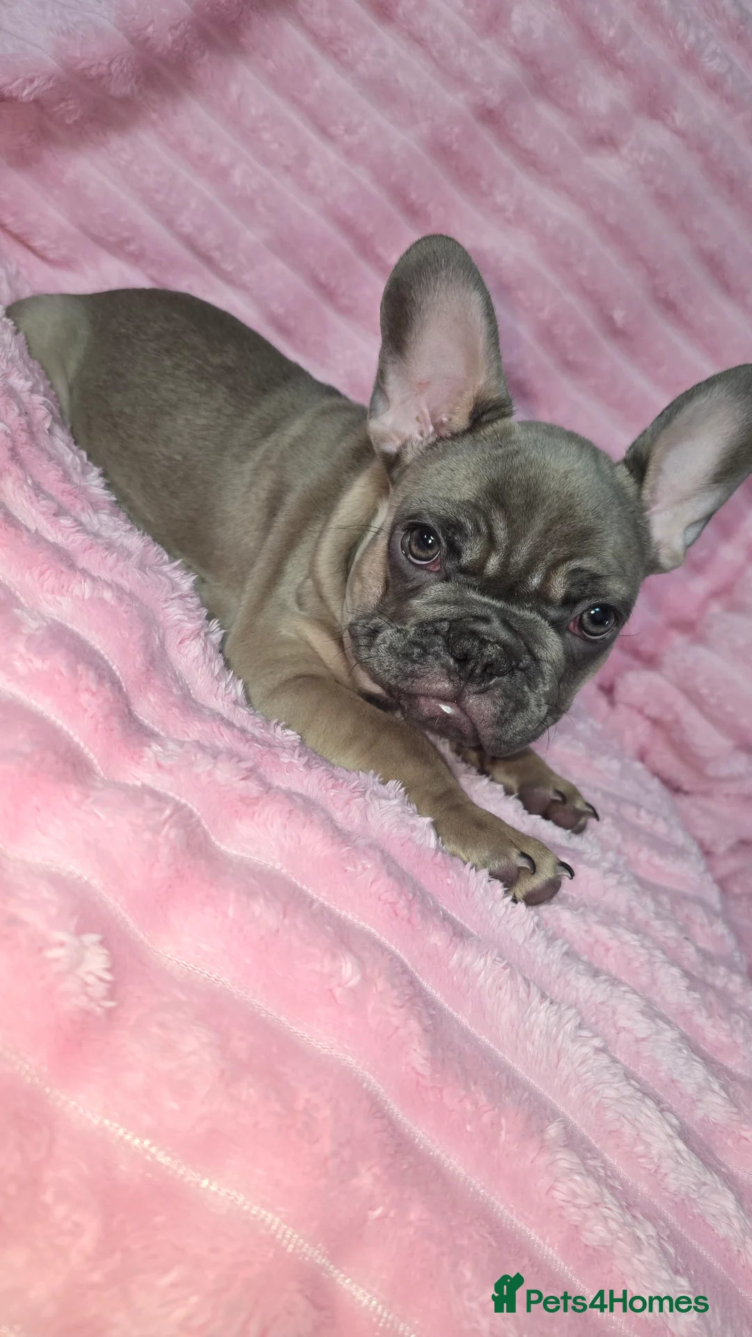 French Bulldog dogs for sale:  french bulldog puppies ( ready now )  - Advert 2