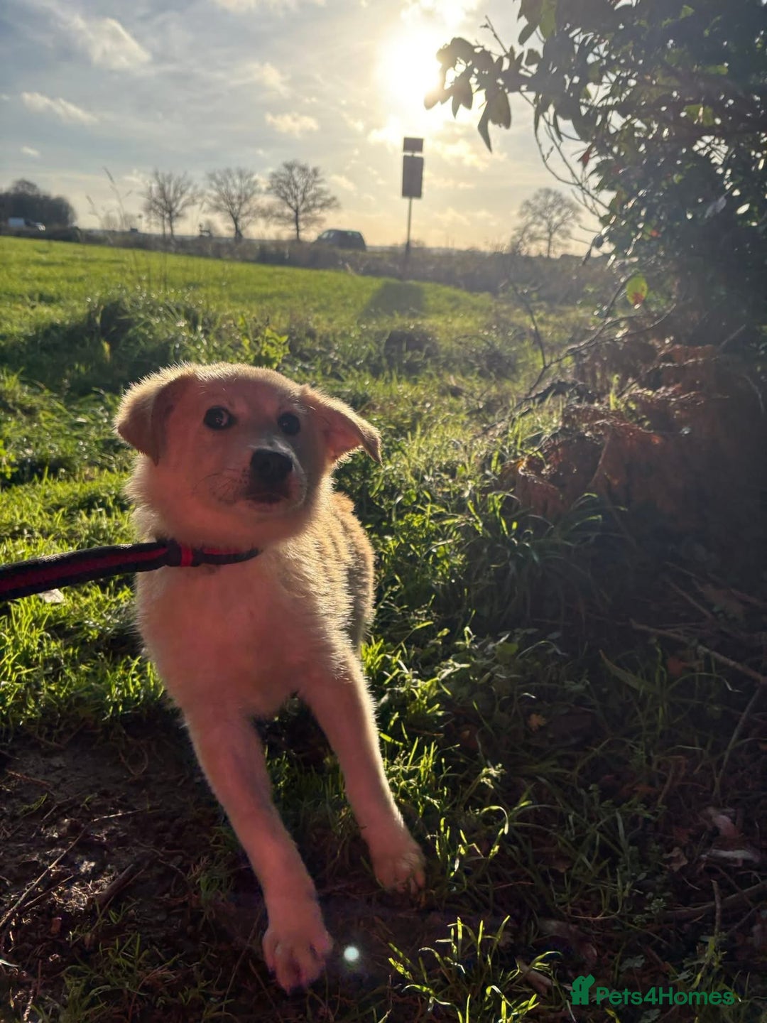 Mixed Breed dogs for adoption: Wren - Costessey Norwich  - Advert 6