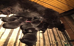 Mixed Breed dogs for sale: Beautiful Newfoundland cross  - Image 7