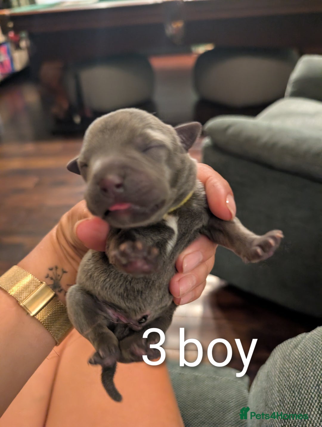 Staffordshire Bull Terrier dogs for sale: Ms/Mister - Image 15