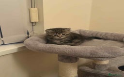 Exotic cats for sale: Kitten - Image 3