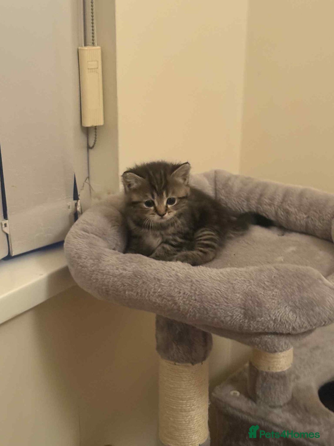 Exotic cats for sale: Kitten - Image 3