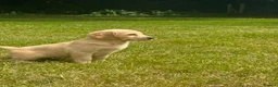 Golden Retriever dogs for sale: PUREBRED GOLDEN RETRIEVER PUPPIES – KC REGISTERED in Stamford - Advert 19