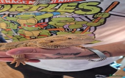 Bearded Dragon reptiles for sale: 1 year old female bearded dragon - Image 1