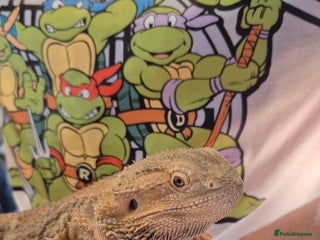 Bearded Dragon reptiles - Advert 7