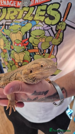 Bearded Dragon reptiles - Advert 1