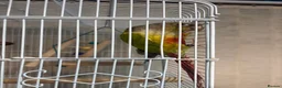 Parrots birds for sale: pineapple conure parrot  in Bilston - Advert 2