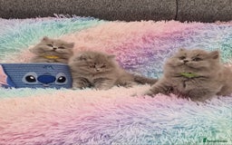 British Shorthair cats for sale: 💙British Shorthair and Long.. Blue kittens ❤️💛💚 - Image 10