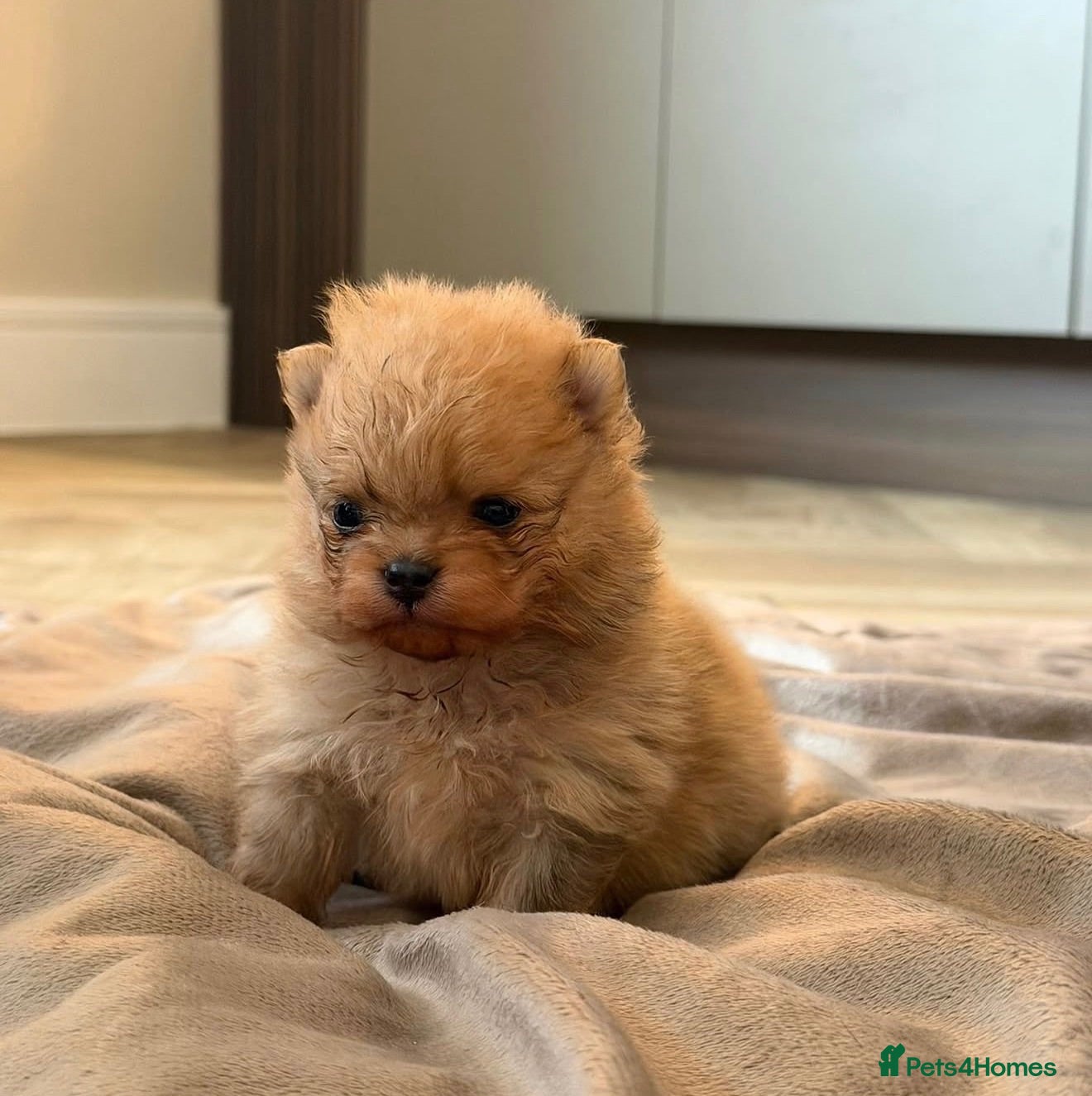 Pomeranian dogs **Only 2 pups left** - Advert 2