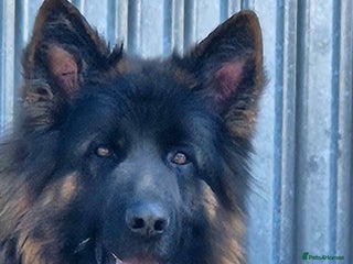 German Shepherd dogs in Leeds - Advert 17