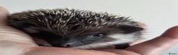 Pygmy Hedgehog rodents for sale: African Pygmy Hedgehog Ethnical breeding mixed - Advert 4