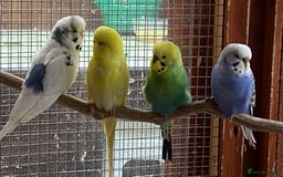 Budgerigars birds for sale: Budgies with an Aviary available. - Image 1