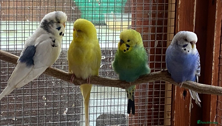 Budgerigars birds - Advert 2