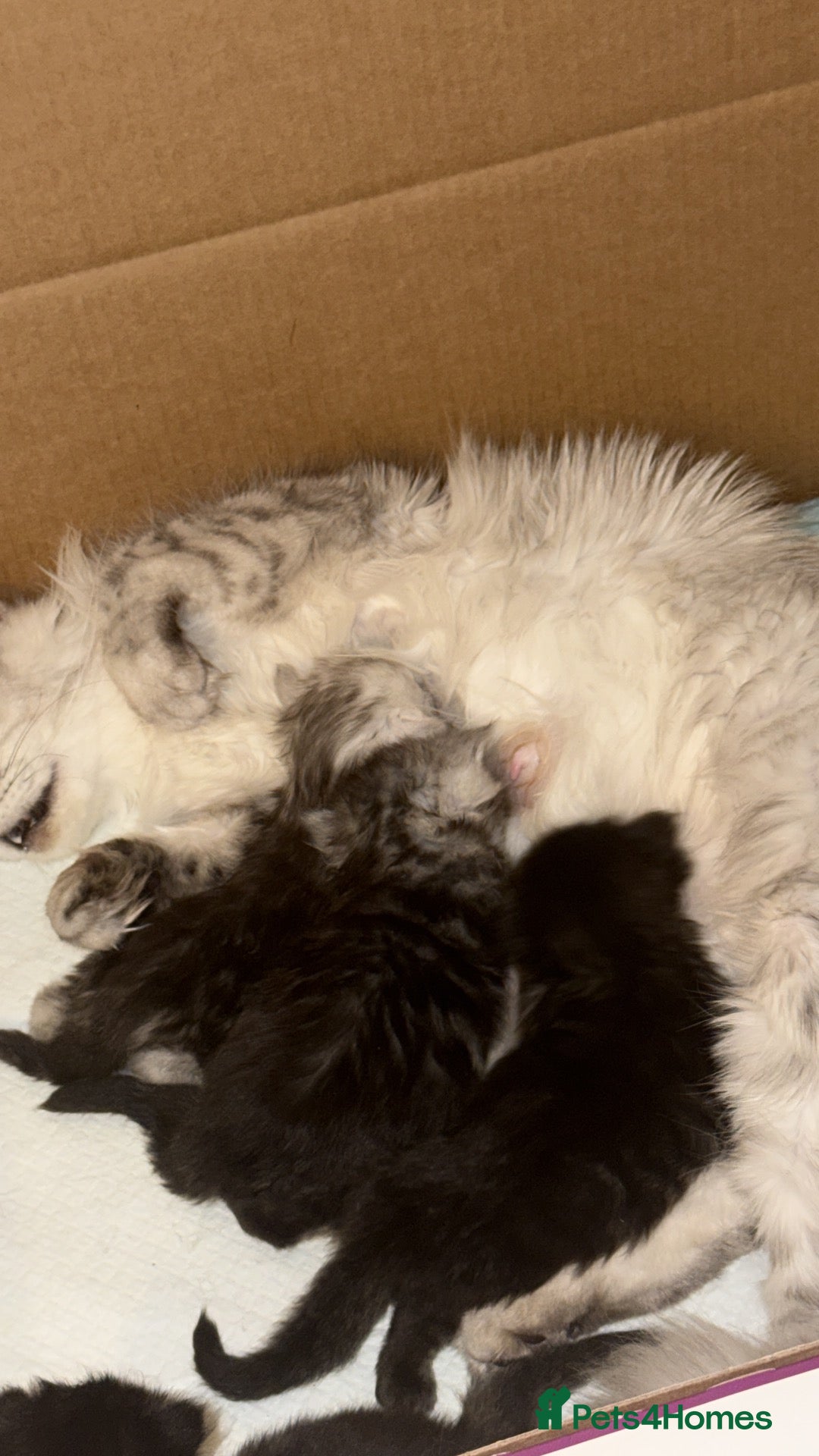 Maine Coon cats Large Registered Kittens  - Advert 1