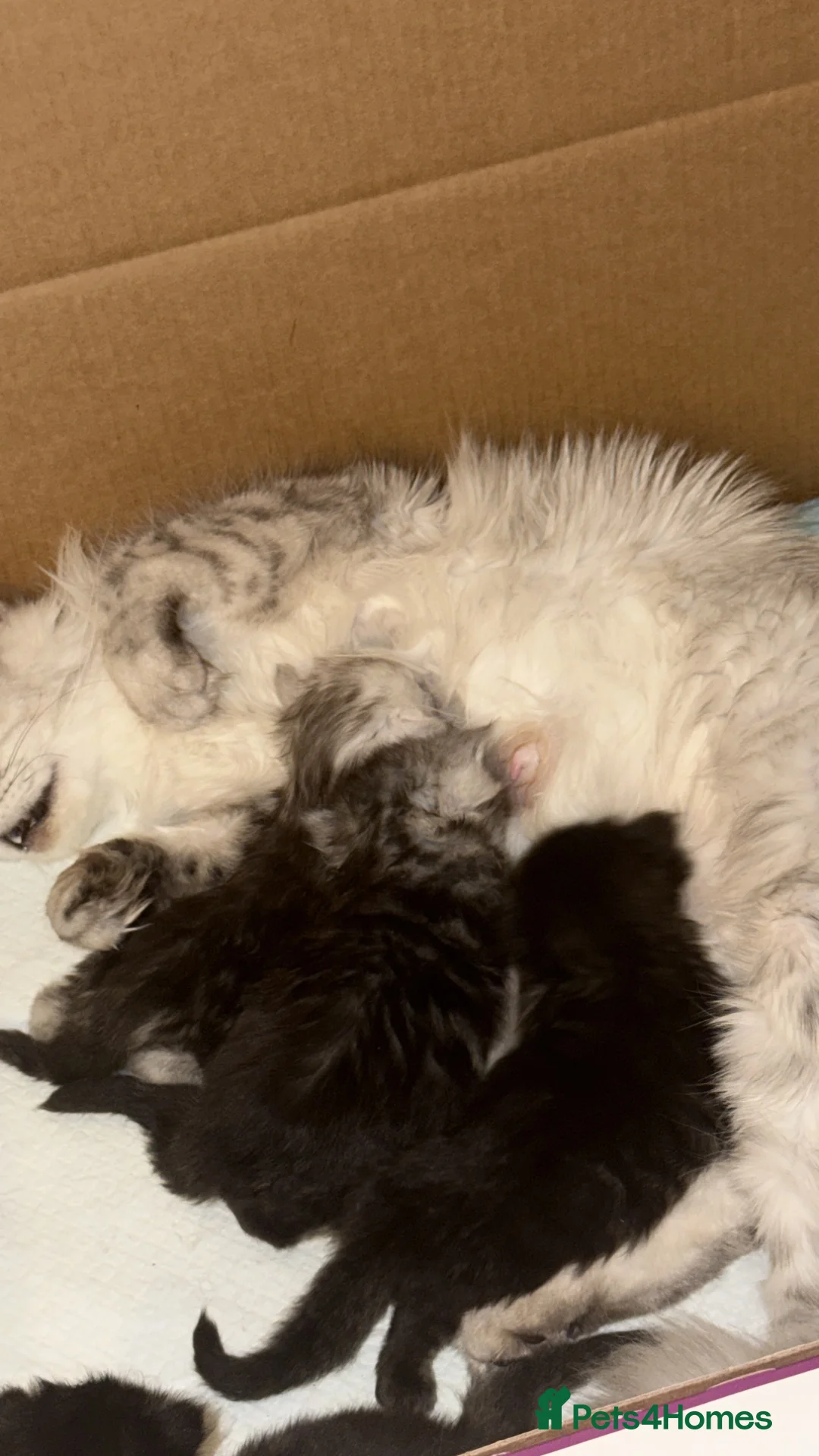 Maine Coon cats for sale: Large Registered Kittens  - Advert 1